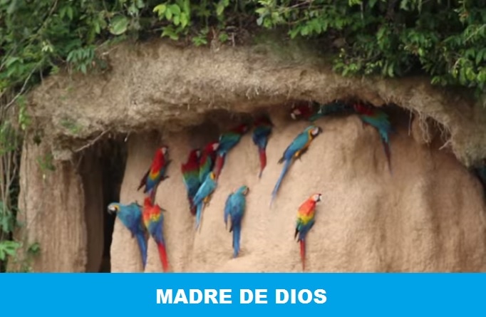 Regio Madre de Dios Peru Foto