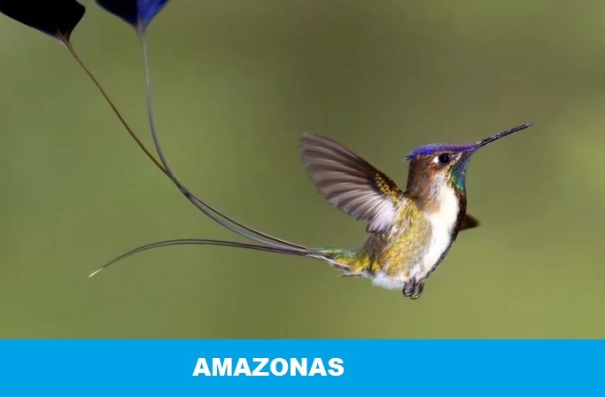 Regio Amazonas Peru Foto